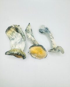 True Albino Teachers-Magic Mushrooms