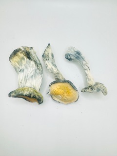 True Albino Teachers-Magic Mushrooms