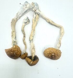 Cambodian-Magic Mushrooms