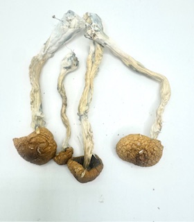 Cambodian-Magic Mushrooms