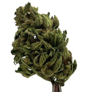 TRAIN WRECK