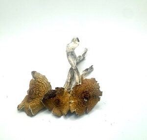 Penis Envy #6-Magic Mushrooms