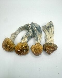 Tidal Wave-MAGIC MUSHROOMS