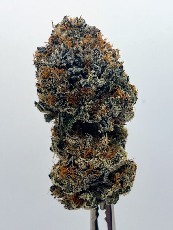 Apple Fritter