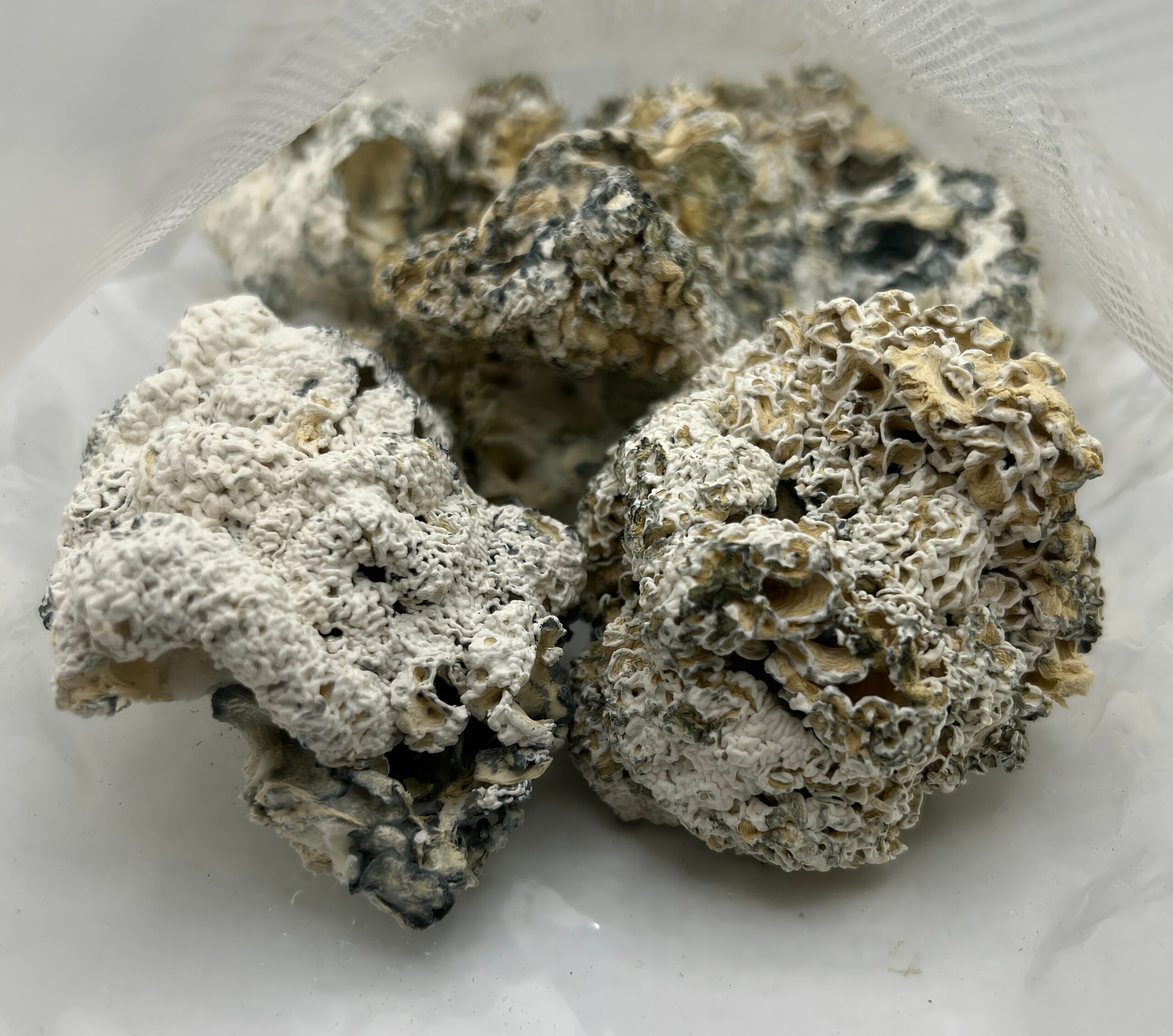 Enigma A Transkey MUSHROOMS - Image 2