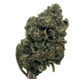 Gelato 41