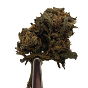 Chocolope  Special Oz Only $25