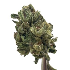 Gorilla Glue