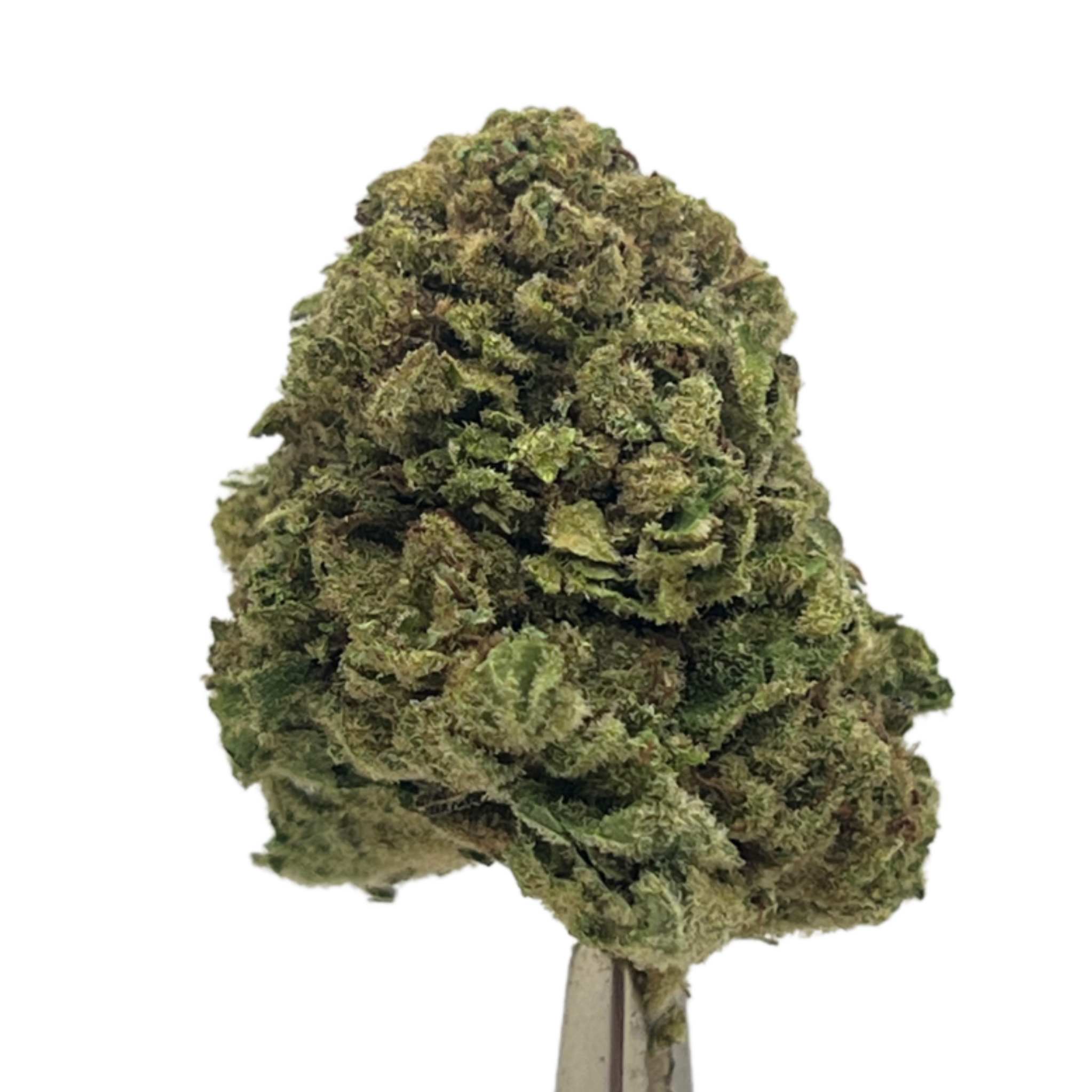 A2D14229-5B6B-4AEA-9998-7DD1FC4A9AE9 Platinum Candy - Image 1