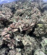Phantom Berry - Image 2