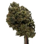 Pink Kush
