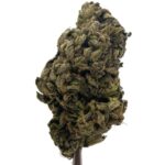 Purple Skunk