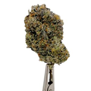 Apple Fritter